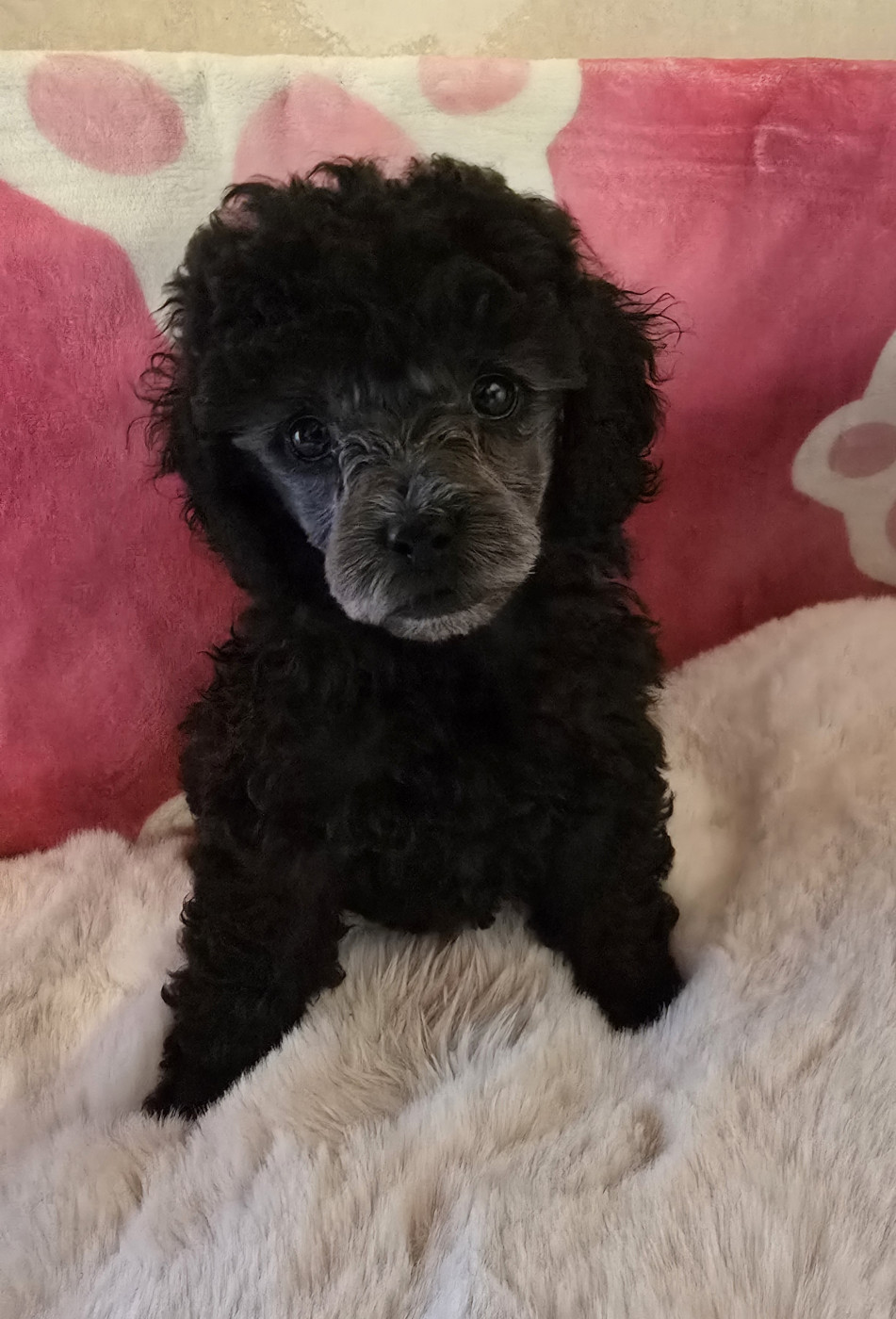 Chiot Caniche Du Clan Des Aristocrates