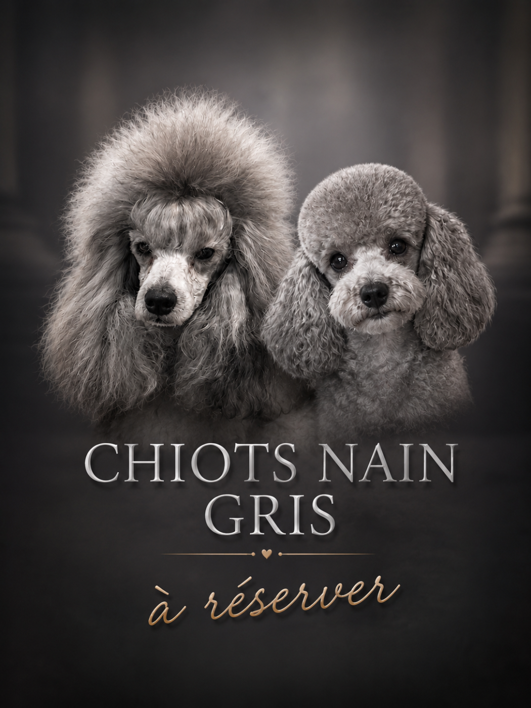 Chiot Caniche Du Clan Des Aristocrates