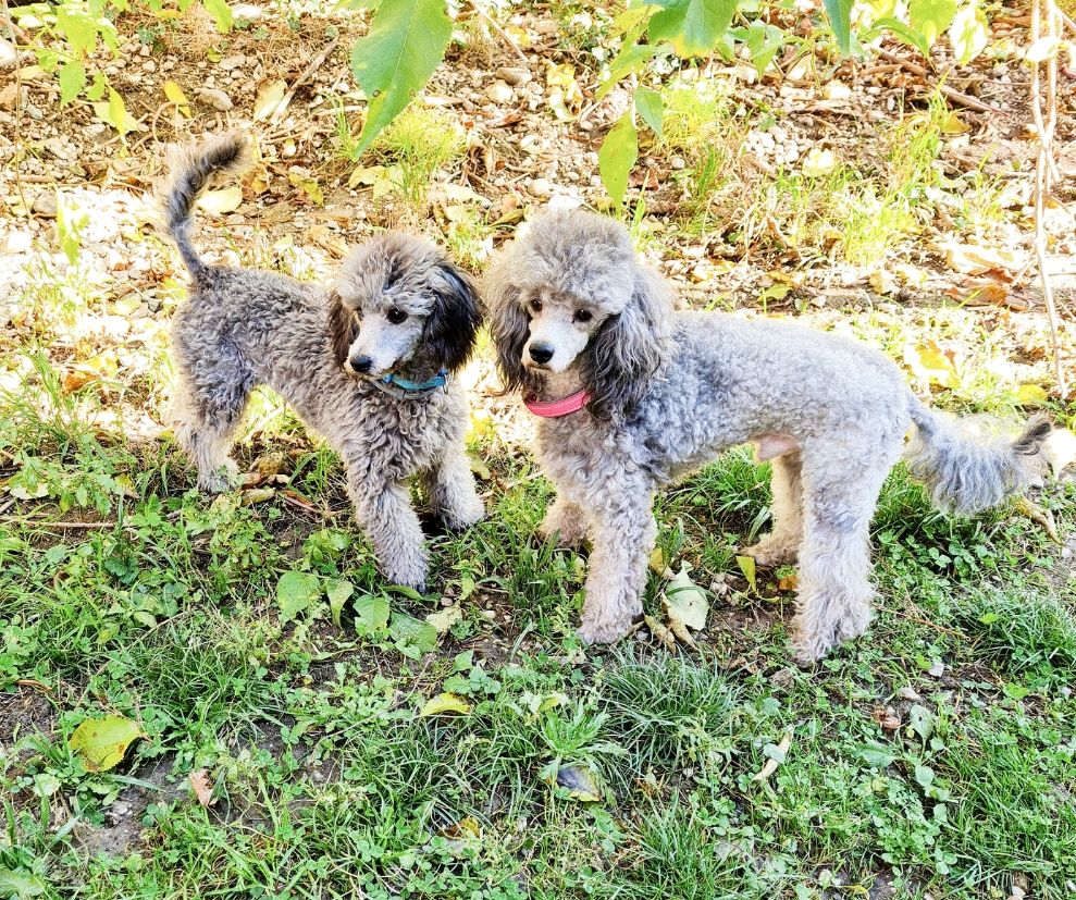 Chiot Caniche Du Clan Des Aristocrates